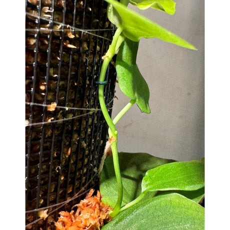 Philodendron sp. from Iquitos Peru [tanakay]