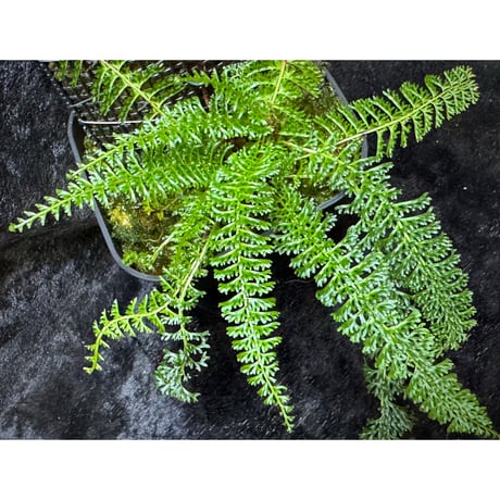 Lindsaea repens from Landak West Kalimantan