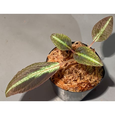 Sonerila sp. from Trat Thailand ①