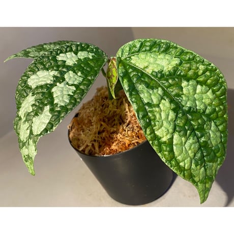 Elatostema sp. (Sri Lanka) ?