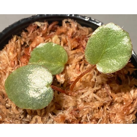 Begonia sp. f1 from Sumatera [NT ORCHID]