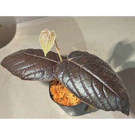 Pterisanthes sp. from Sabah [R0516-01]