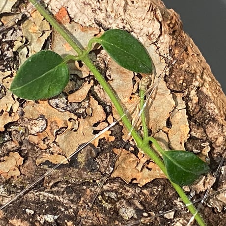 Hoya sp. from Timika Central Papua 伊藤蟻植物農園