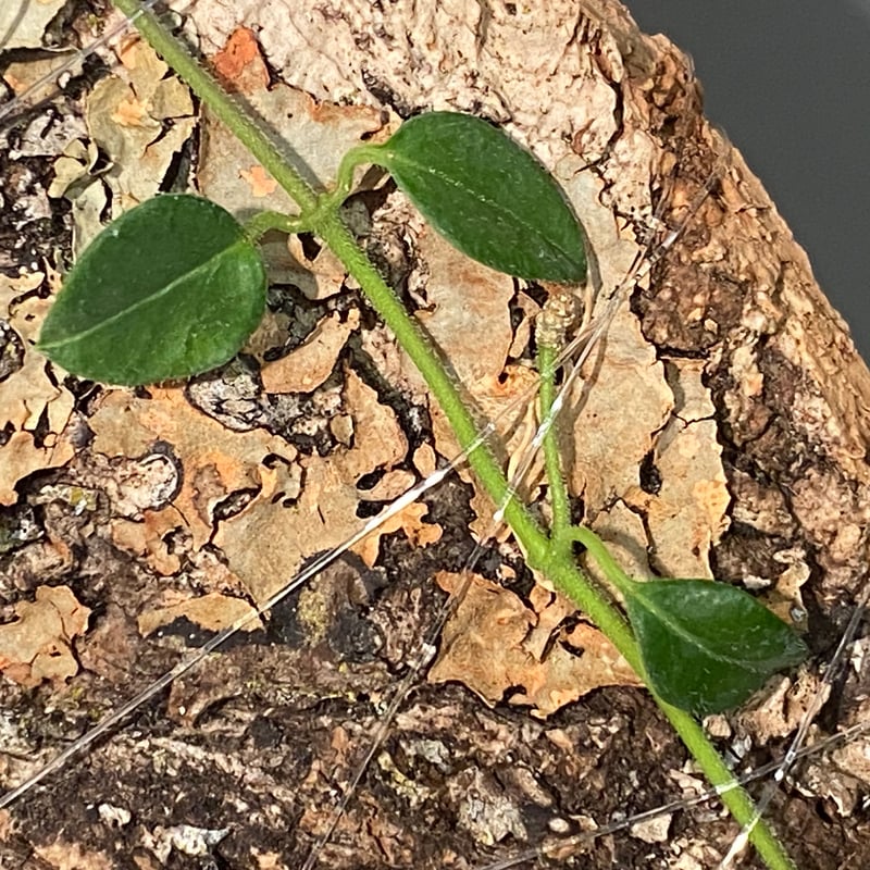 Hoya sp. from Timika Central Papua 伊藤蟻植物農園 | M・