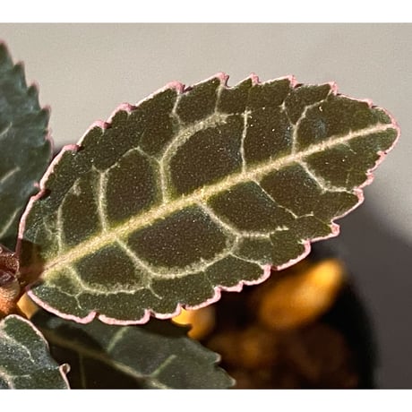 Emblemantha urnulata (Labisia sp.) from Riau sumatera [LA0815-01]