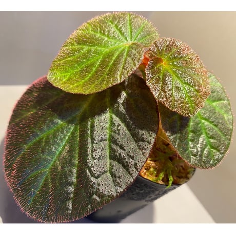 Begonia sp. from Manaus