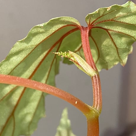 Begonia sp. "Mempawah hulu" Landak Kalimantan barat [TB]