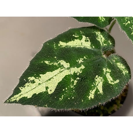 Unknown climbing plants from Ngabang West Kalimantan