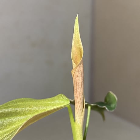Philodendron melanochrysum