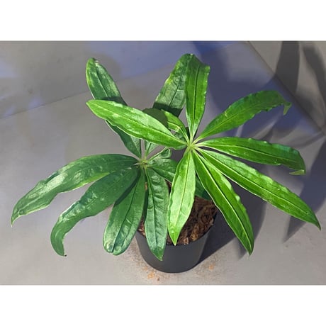 Anthurium polyschistum from Napo Ecuador [tanakay]