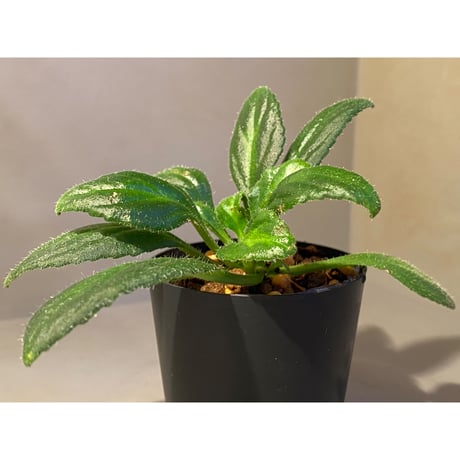 Primulina sclerophylla