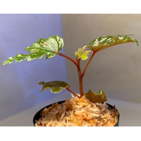 Begonia serratipetara from New Guinea