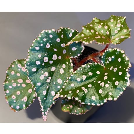 Begonia sp. from Muara Wahau [TB]