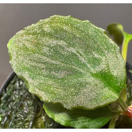 (タグ付き) Homalomena sp. Sabah-2 [R1217-01c]