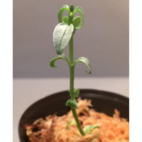 Phychotria sp. from Mt. Besar [LA0219-02]