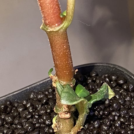 Hoffmannia discolor