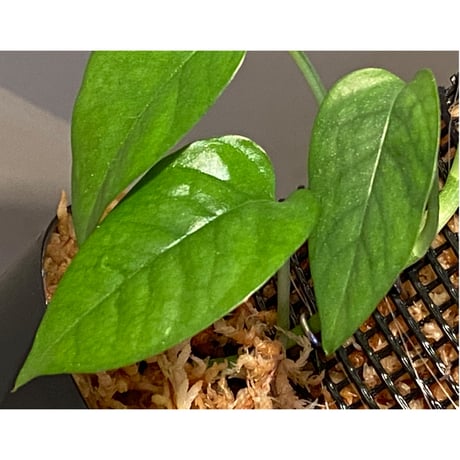 Philodendron sp. from Venezuela [tanakay]