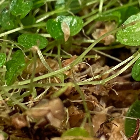 Peperomia emarginella from Colombia [LA0316-03] ①