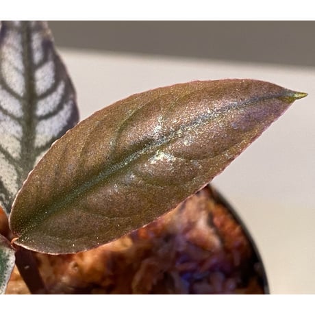 Ardisia sp. from Aceh sumatera [LA]