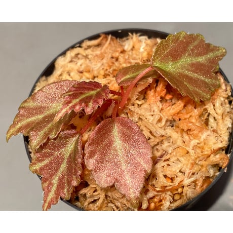 Begonia '煉獄-壱' [LA hyb.-f1-01]