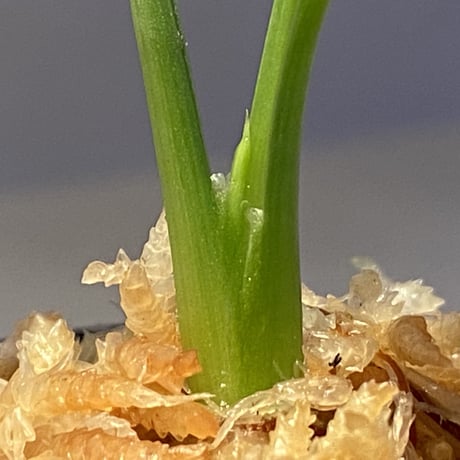 Homalomena cf. humilis from Sumatera Barat [LA0719-02]