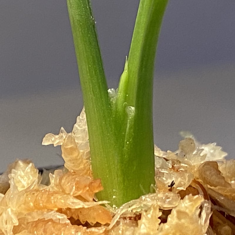 Homalomena cf. humilis from Sumatera Barat [LA0