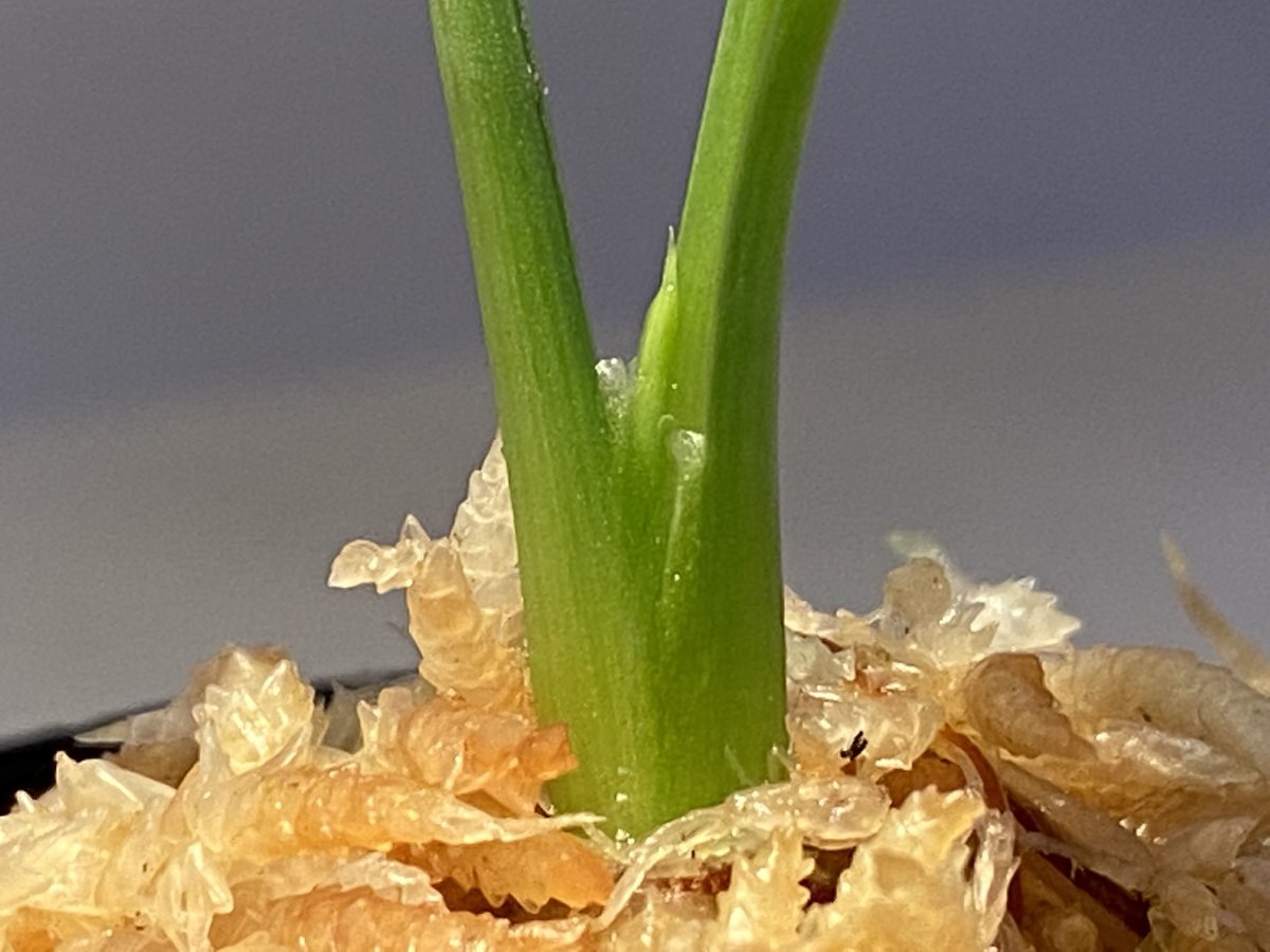 Homalomena cf. humilis from Sumatera Barat [LA0