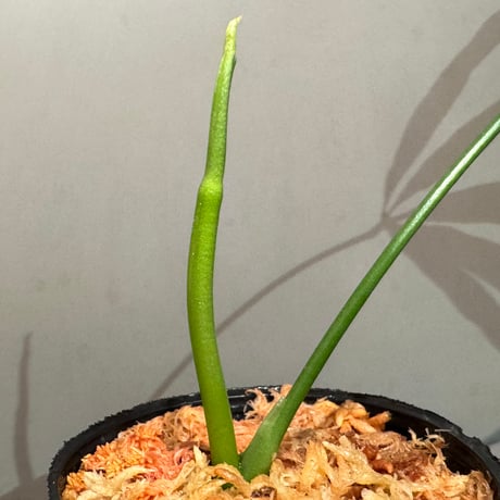 Anthurium aff. eminens