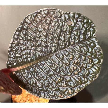 Ardisia sp. ''Snake Skin" from Kapuas hulu West Kalimantan