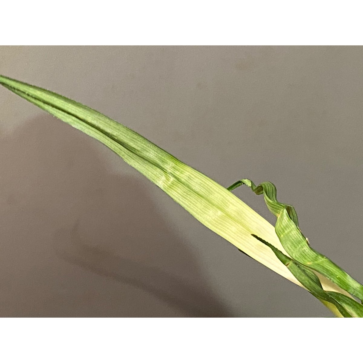 Mapania caudata | M・R・G・R