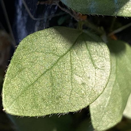Ficus sp. from Murung raya [LA0515-05]