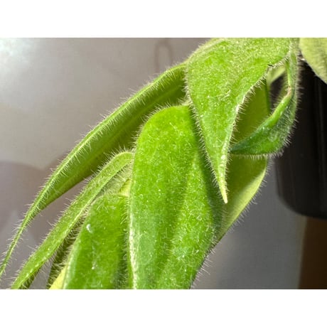 Ceratostema loucianae