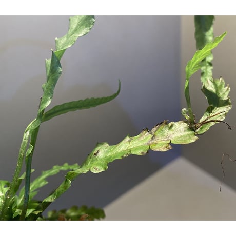 Microsorum sp. Short Dragon Tail