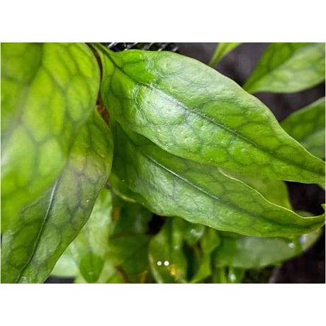 Microsorum sp. "Timika" Papua [TB]