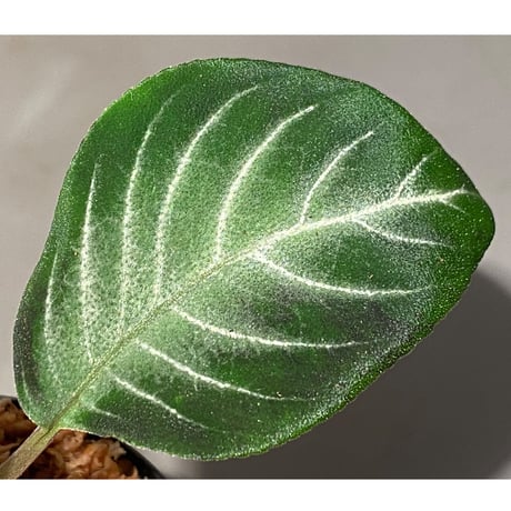 Gesneriaceae gen. from Kalimantan Barat
