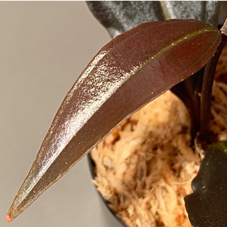 Medinilla sp. from Irian Jaya Papua