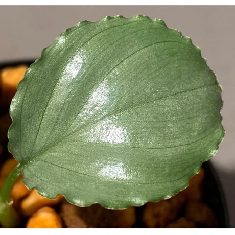 Homalomena sp. "Green" from Bogor