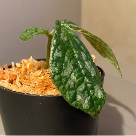 Elatostema sp. (Sri Lanka?)