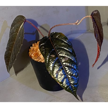 Pterisanthes sp. from Sidikalang [R0817-01c]