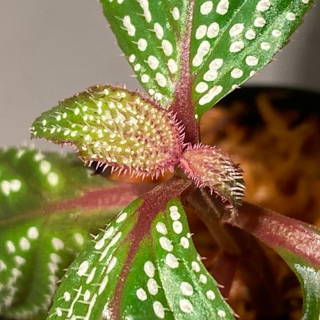 Sonerila sp. wf1 from Phang Nga Thailand [KZT]