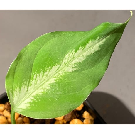 Aglaonema pictum GW1908-7 "Padang sidempuan" [TB]
