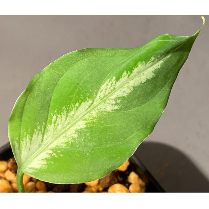 Aglaonema pictum GW1908-7 