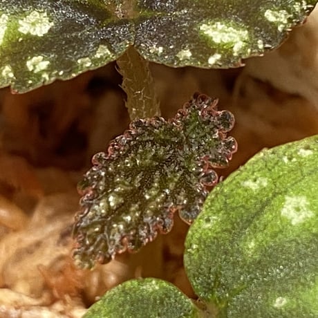 Begonia tenuifolia from Sukasada Bali [S0320-02] 伊藤蟻植物農園
