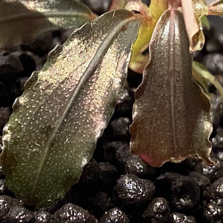 Bucephalandra sp. "Kedagang" [ID便] ③