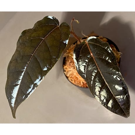 Pterisanthes sp. from Sidikalang [R0817-01c]
