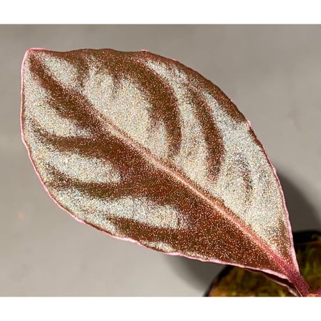 Ardisia sp. "Pink edge" from Pulau Lingga