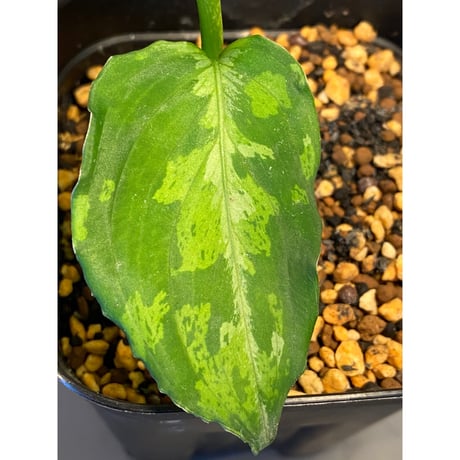 Aglaonema pictum JCS from  Sumatera Barat [AZ0413-2a]