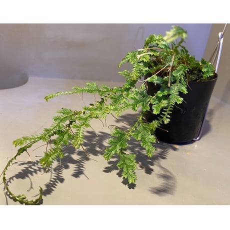 Selaginella sp. from Iquitos Peru [tanakay]