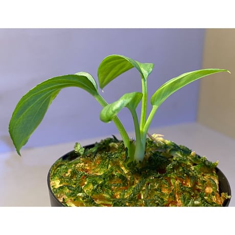 Homalomena cf. humilis from Sumatera Barat [LA0719-02]
