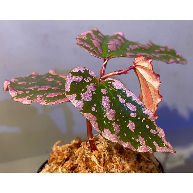 peculiarman　Begonia 5点同梱発送 peculiarman Begonia 5点同梱発送 Begonia susaniae | M・R・G・R